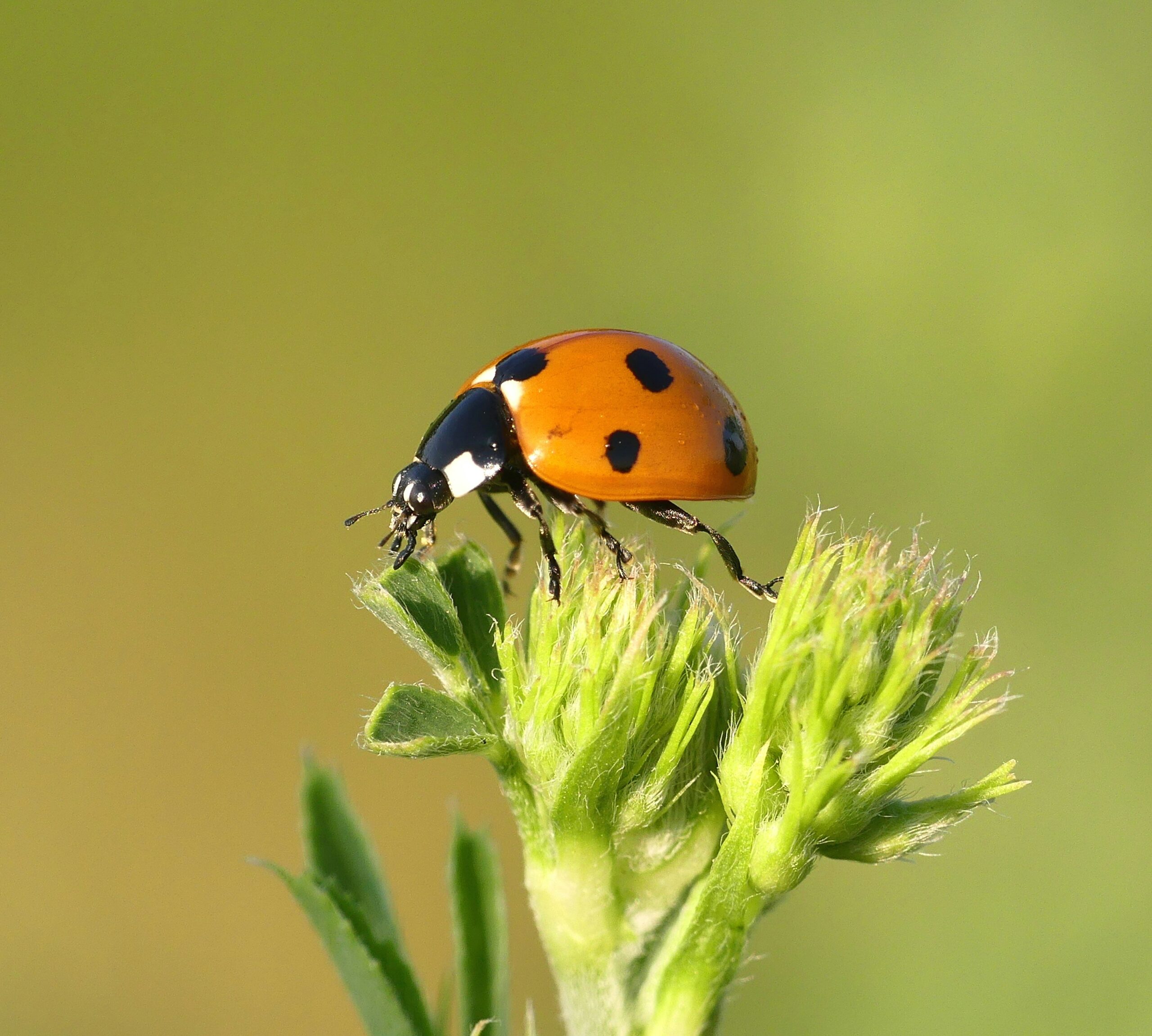 Descubra una gama de repelentes de insectos eficaces para mantenerlos a raya. compre ahora soluciones naturales y químicas para la protección de exteriores.